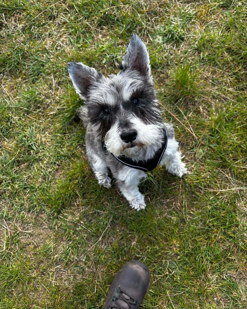 Evie, a salt-and-pepper miniature schnauzer, looking up during a walk in Southport
